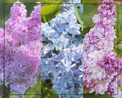 Сирень шестисортовая