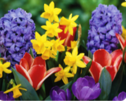 Луковичные осенней посадки