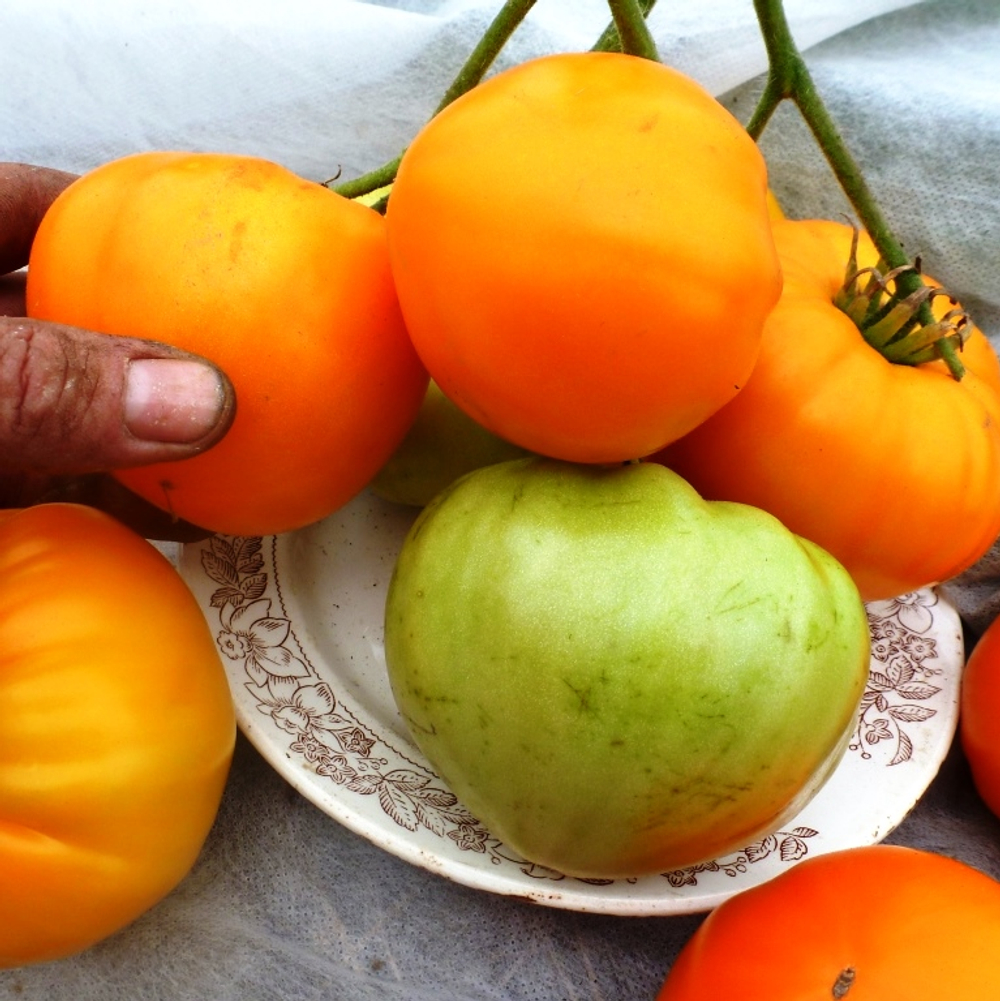 Помидоры German Orange Strawberry — Клубника Оранжевая