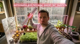 Фитолампа для рассады: какой свет выбрать и когда включать на подоконнике