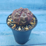 Gymnocalycium Daydream (Гимнокалициум)