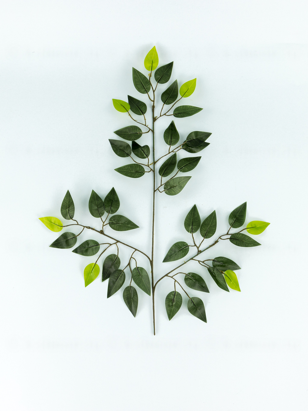 Ветка дерева фикус зеленая (связка 12шт)