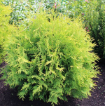 Туя западная Глобоза Ауреа С60 D80-100