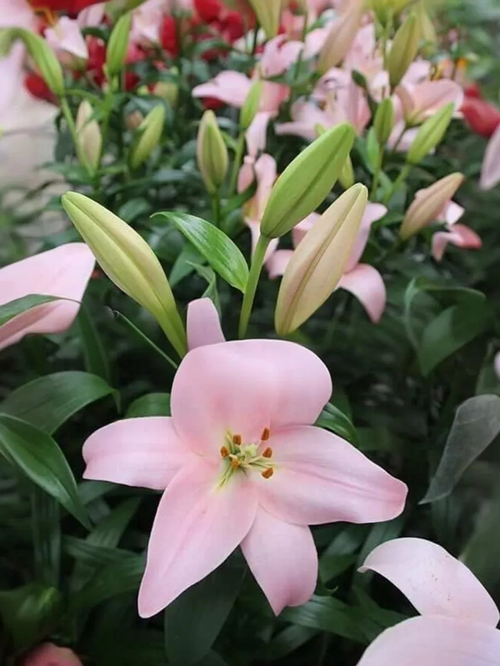 Лилия Пигаль (ЛА – гибрид)