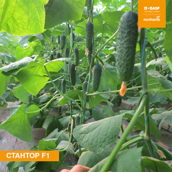 Семена огурца Стантор F1, Nunhems, 7 шт.