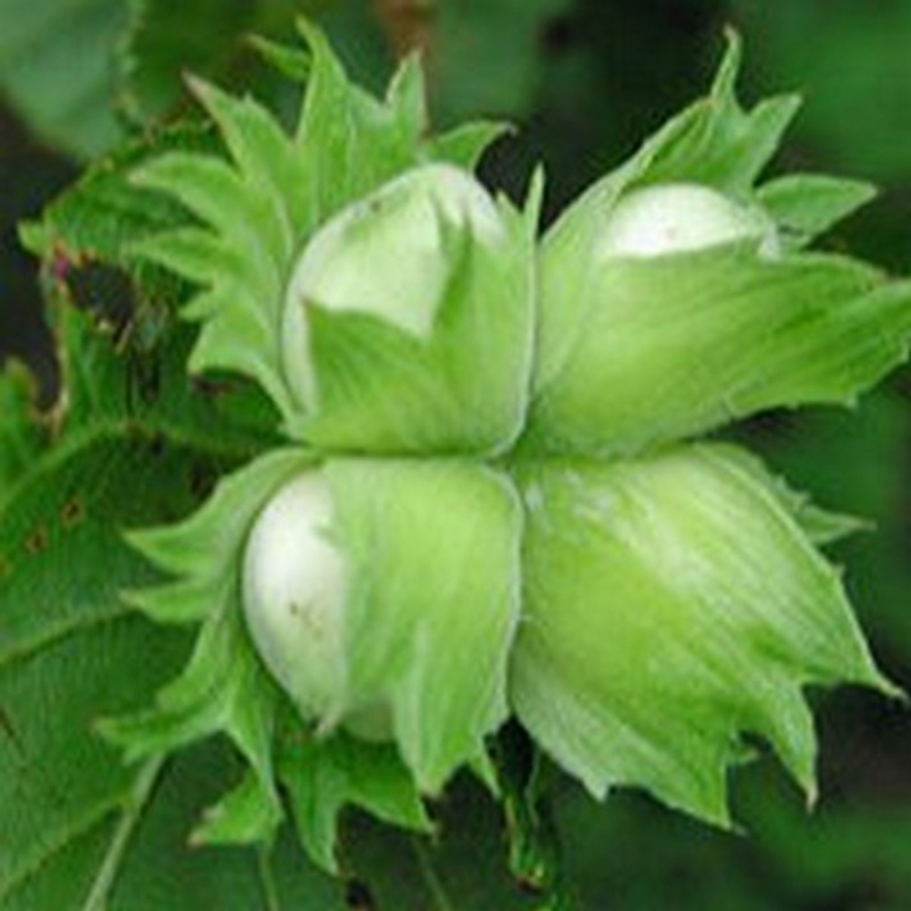 Медвежье ушко (фундук) ОКС