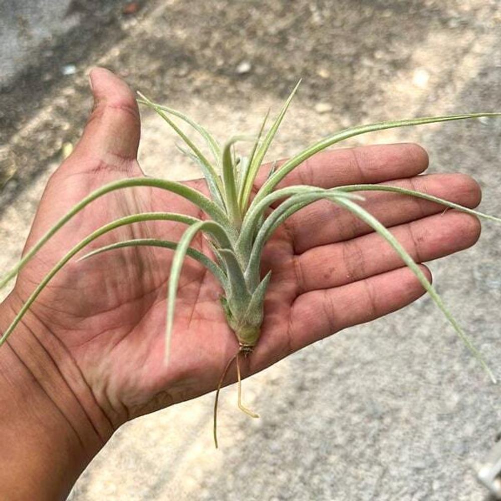 Тилландсия ionantha x paucifolia