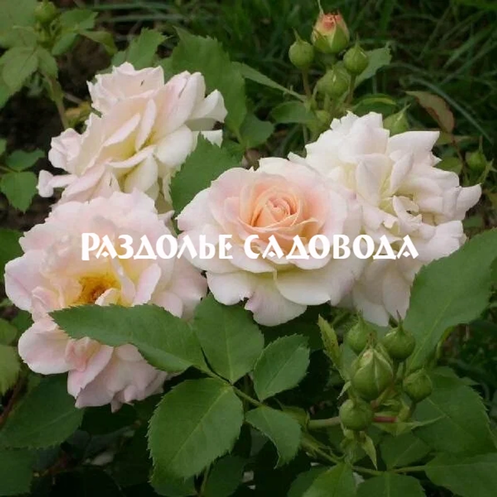 Роза флорибунда Гэлакси