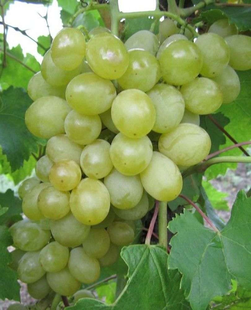Виноград болгария описание
