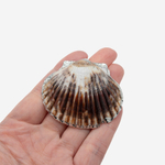 Подвеска из натуральной ракушки, украшенная родием, 40-53*41-49,5мм