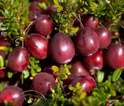 Клюква крупноплодная Франклин