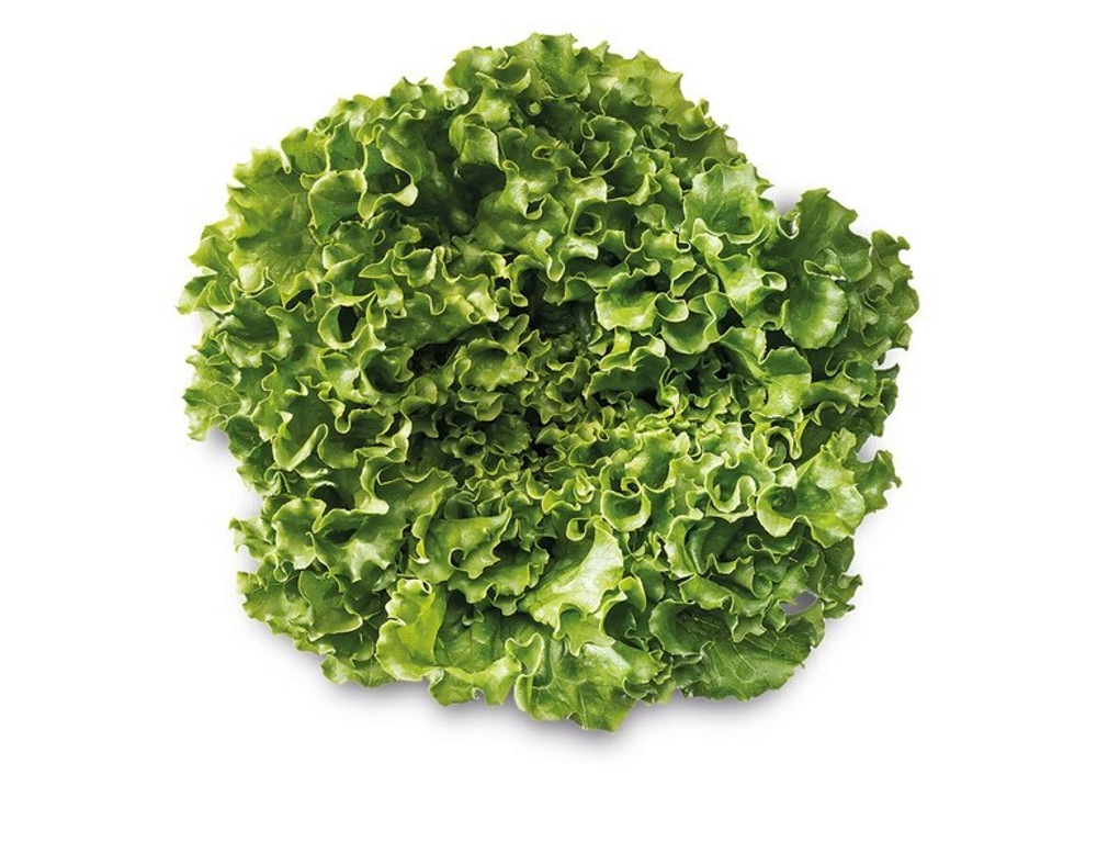 Бассари семена салата (Nunhems / Нюнемс)