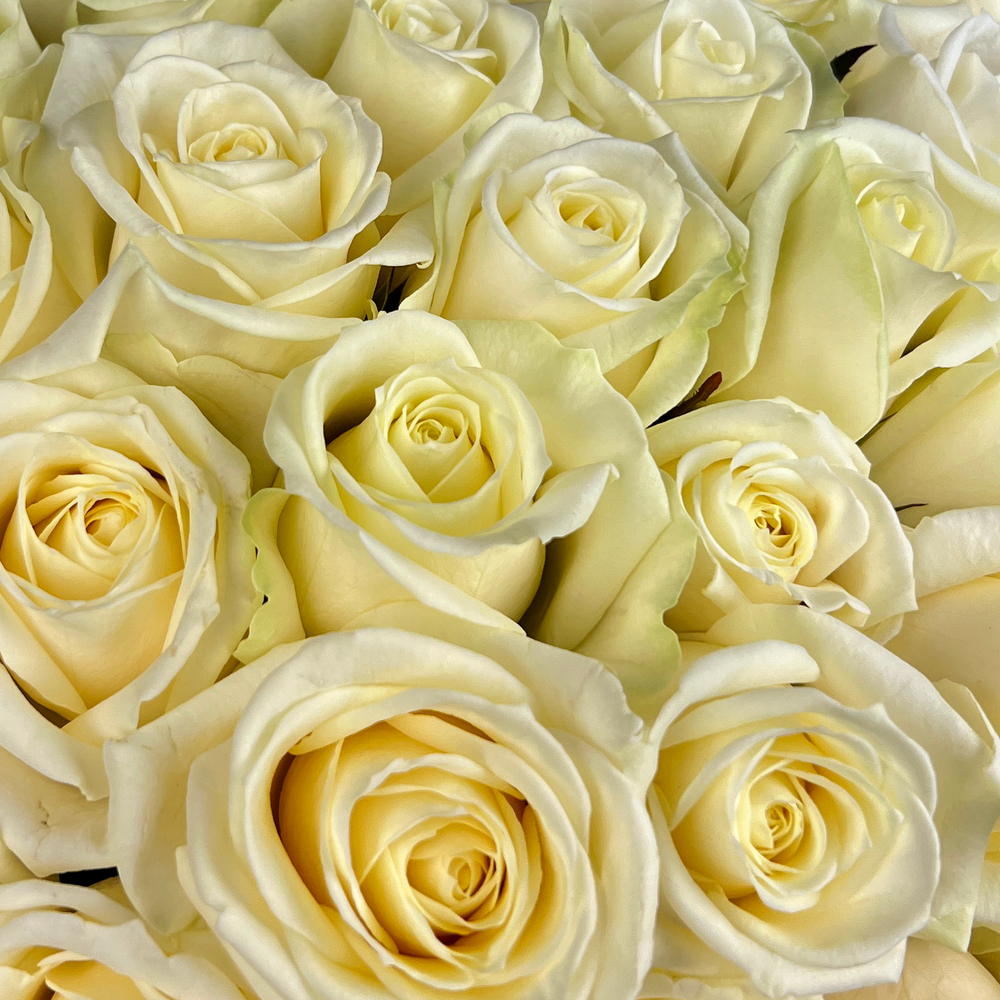 Букет из 35 белых роз. Букет 7379