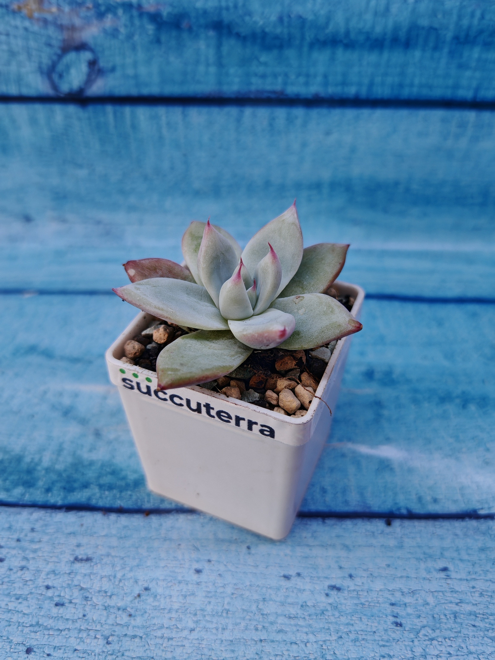Echeveria Colorata Ice (Эхеверия)