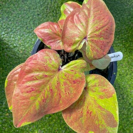 Каладиум YELLOW ULTIMATE