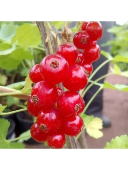 Смородина Ролан (красная)