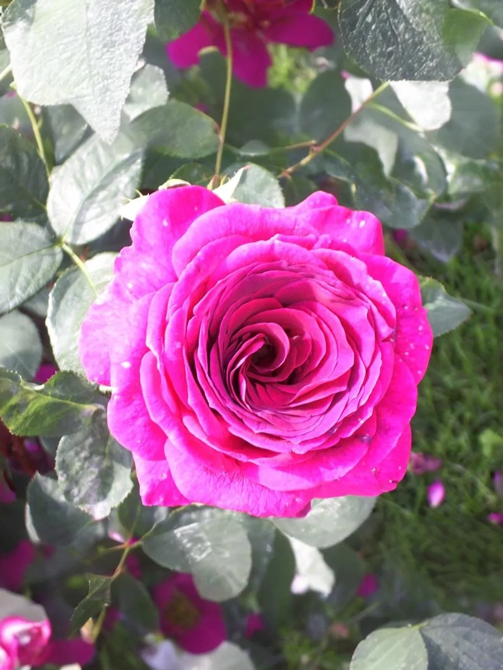 Роза чайно-гибридная Биг Пёрпл