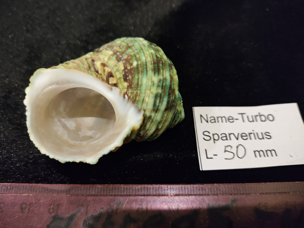 Турбо Спарвериус