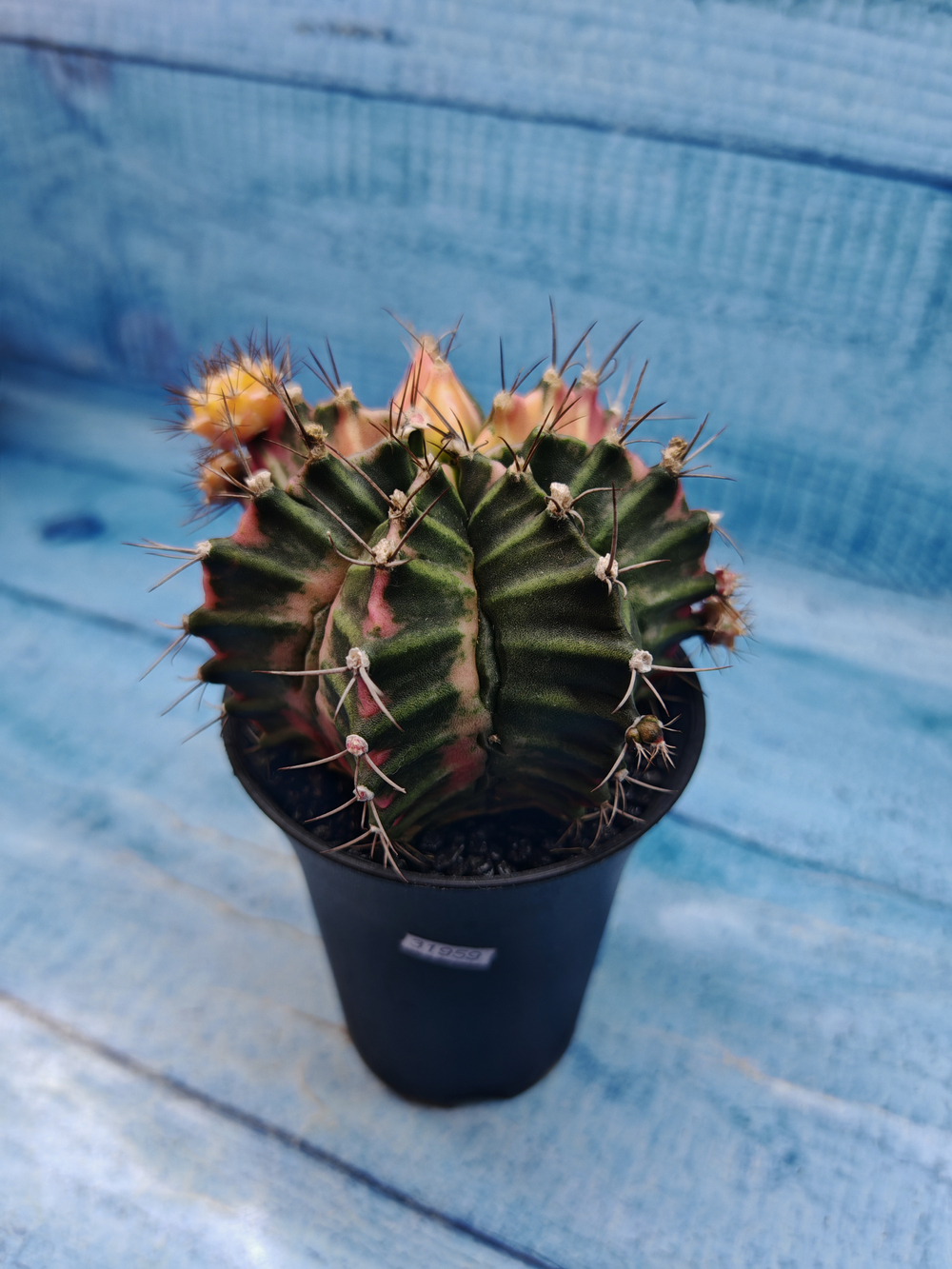 Gymnocalycium Variegata (Гимнокалициум Вариегатный)