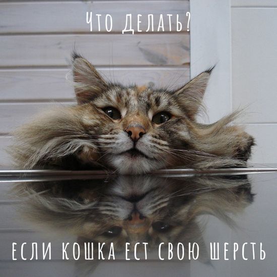 Кошка ест шерсть. Что делать?