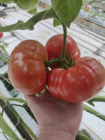 Мальгрос F1 семена томата индетерминантного ( Yuksel Tohum / )