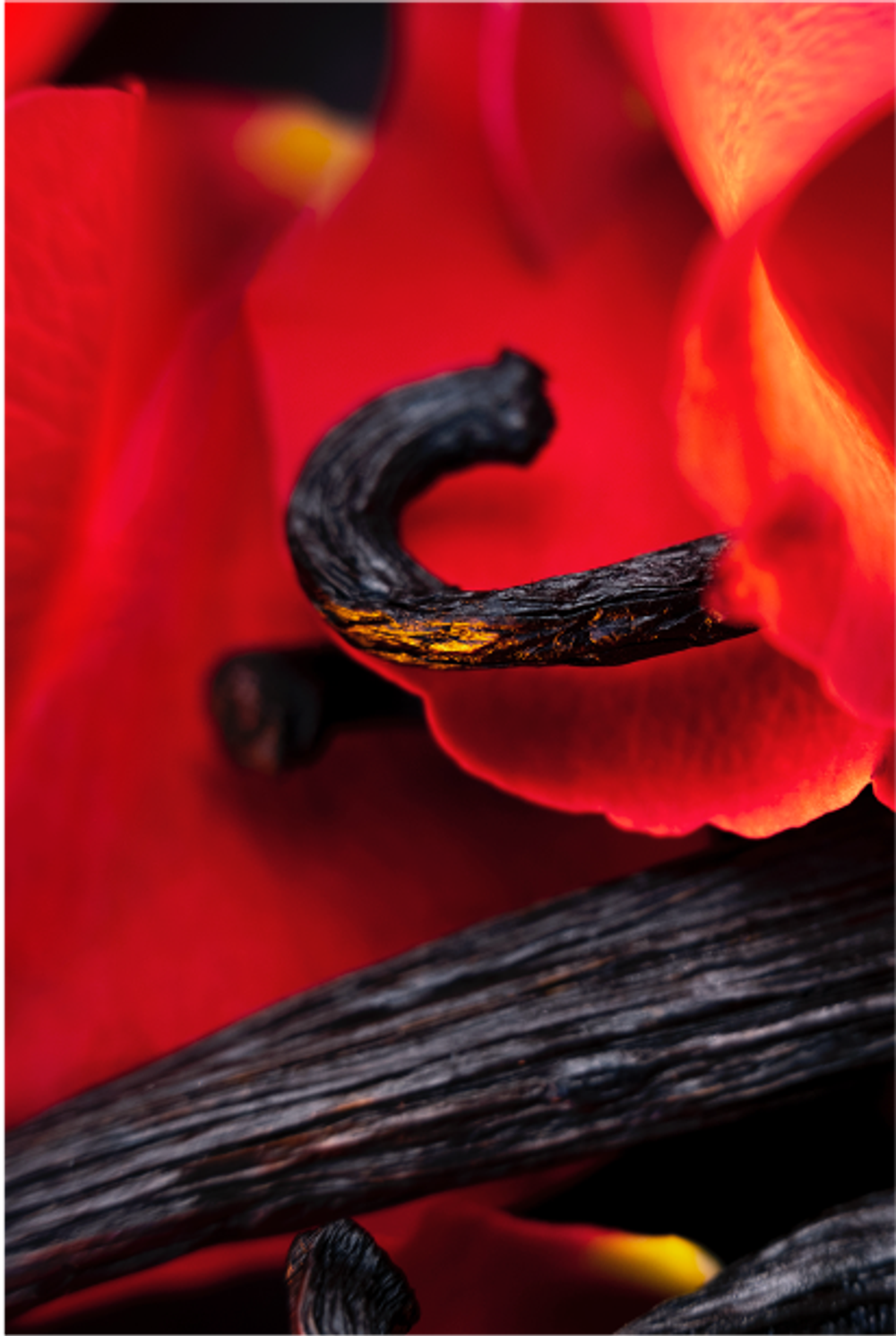 Maison Crivelli Hibiscus Mahajád Extrait de Parfum