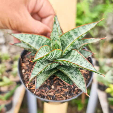 Сансевиерия TOXIN