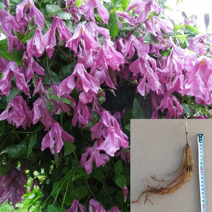 Клематис Память Сердца