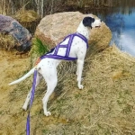 шлейка для каникросса фиолетовая