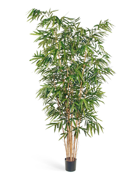 Бамбук Новый Биг Лиф