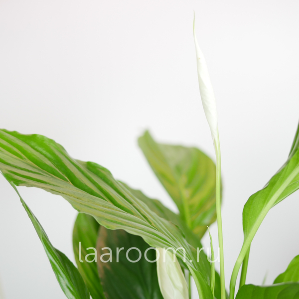 Спатифиллум Штраусс 13/50