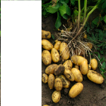 Картофель семенной КОРОЛЕВА АННА 2 кг