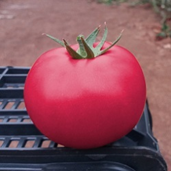 Пинк Кристал F1 семена томата индетерминантного (Clause / ALEXAGRO) культура – фото 4