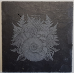 The Ocean Collective / Phanerozoic I: Palaeozoic (Limited Edition)(2CD+DVD)
