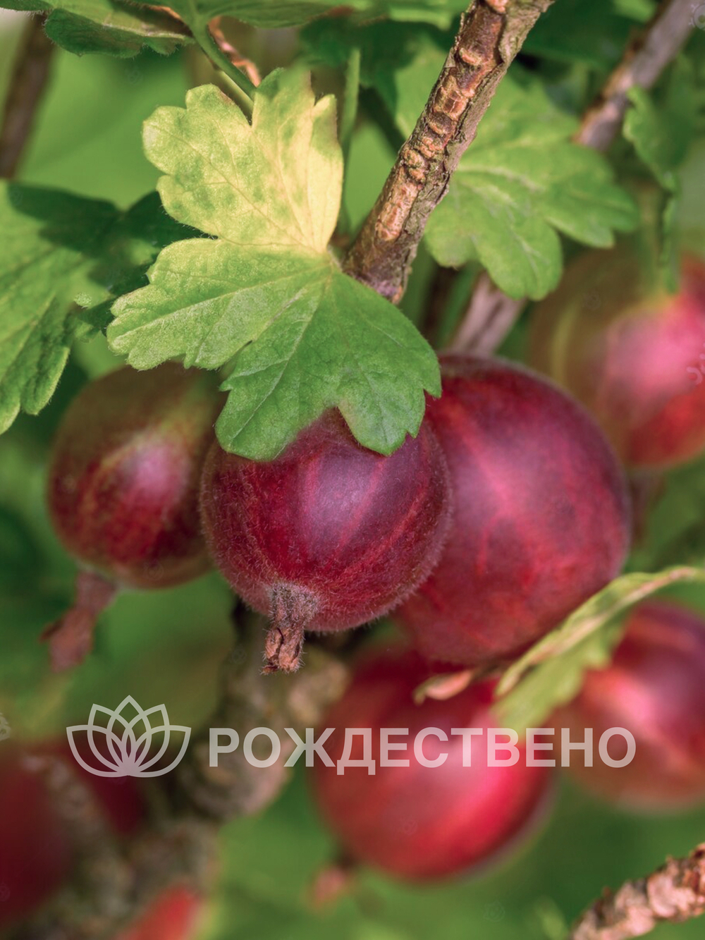 Крыжовник Олави