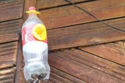 Ловушка для ос, шершней, мух