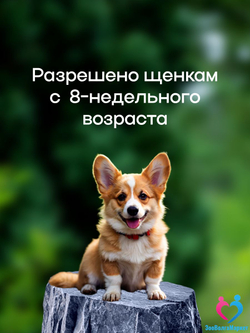 Рабектра 500 мг жевательная таблетка против блох и клещей для собак весом 10-20 кг, 1 таблетка