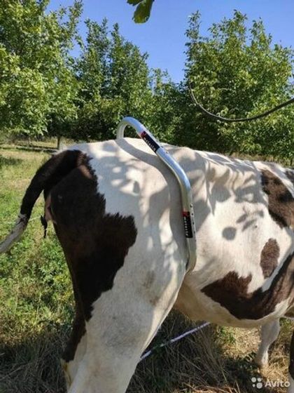 Антибрык для КРС из нержавеющей стали