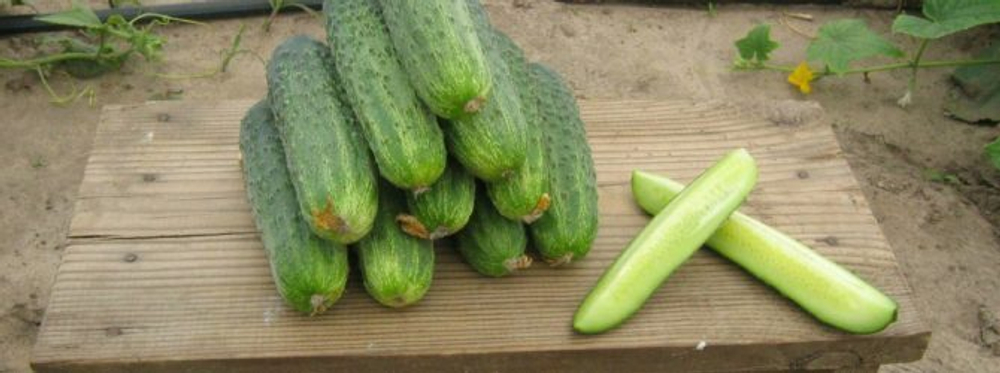 Огурец Чайковский F1 7шт Мировые Семена VITA GREEN
