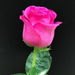 Роза Pink Floyd, плантация Tessa