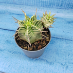 Euphorbia meloformis f. Variegated (Эуфорбия вариегатная)