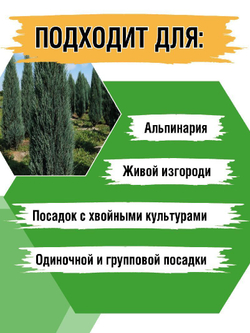 Саженец Можжевельник скальный Блю Эрроу