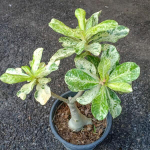 Адениум обесум 135 Cây Lá Đóm Trắng