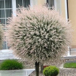 Ива цельнолистная Хакуро-Нишики С7,5 Ра 200-220