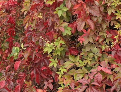 Виноград девичий