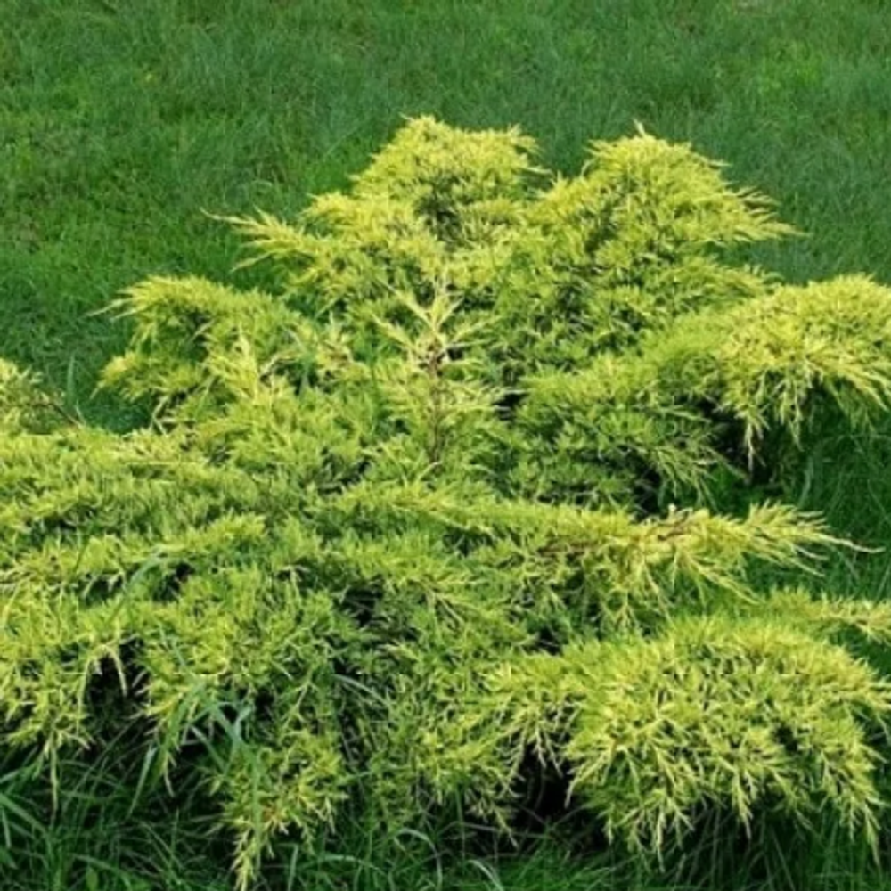 Можжевельник средний Метхот