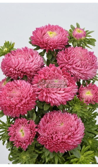 Астра однолетняя BALLOON BRIGHT CARMINE