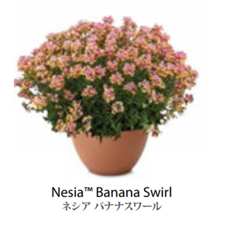 ЕВРО Немезия Menor Dual Banana Swirl укор черенок декабрь