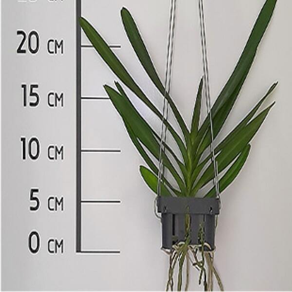 Орхидея эридес AER COOTESII X VANDA FLABELLATA