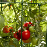 Махитос F1 семена томата индетерминантного (Rijk Zwaan / Райк Цваан)